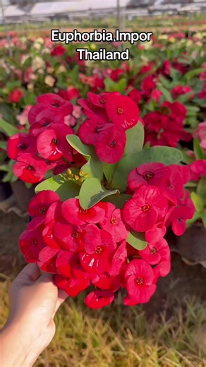 Euphorbia Impor Thailand: Care Tips and Benefits
