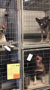 Tomorrow when we open, the adoption fees of over 200 dogs will be waived as part of our Winter Frenzy adoption event. All dogs 30 pounds or more will be fee-waived on Saturday and Sunday at our adoption centers as our locations are at full capacity. Help us save lives like these this weekend and come meet our adoptables! | KC Pet Project