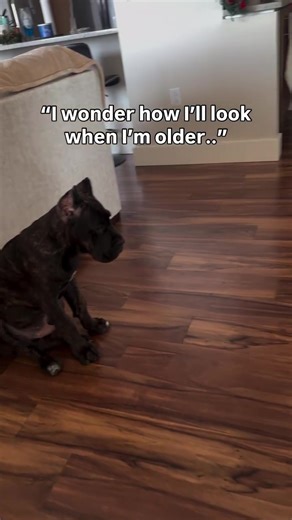 Cane Corso Puppy: The Perfect Companion
