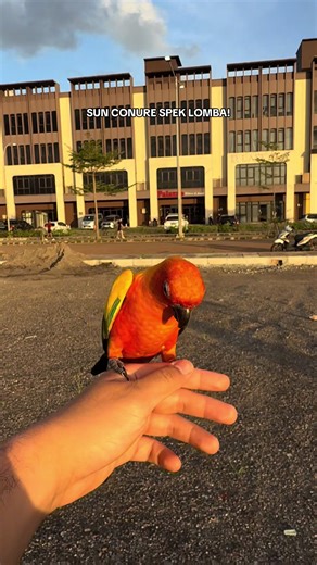 3 menit terbang solo #sunconure #solo