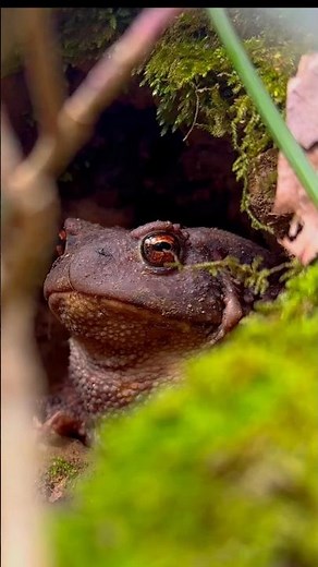 This Frogs Freeze Solid & Survive Winter! 🐸❄️