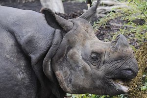 Firefighters called to Edinburgh Zoo to free stuck rhino