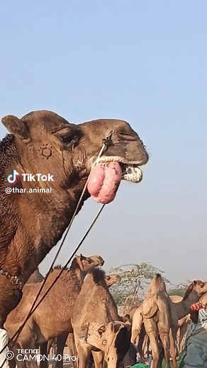 "Camel Making a Bellowing Sound with Tongue Out Natural Behavior