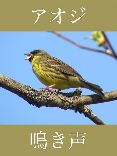 アオジの鳴き声、さえずりです。 背は茶褐色、胸から腹にかけての下面は黄色い羽毛。 オスは眼の周りが黒く、頭部は暗い緑色。 日本では多くが漂鳥または留鳥。一部、海外からの渡来あり。 「チョッ ピー チョッ チチチ チリリ」等と聴こえる美しいさえずりは「消費税1円 ツリ ツリ ツリ」というちょっと変わった聞きなしでも知られています。 地鳴きは「チッ、チッ」。 「目に青葉…」のように日本では緑色を「アオ」と表現する歴史があり、和名のアオジの「アオ」は頭部の緑色に由来するといわれます。また、ホオジロ科の鳥を古くは「シトト」や「シトド」と呼び、「アオシトド」が後に略されて「アオジ」になったとされます。 夏の季語（三夏）。 全長約16cm。 ●英名：Black-faced Bunting ●学名：Emberiza spodocephala ●漢字：青鵐、蒿雀、蒿鵐 ●分類：スズメ目 ホオジロ科 *Name: Black-faced Bunting *Binomial name / Scientific name: Emberiza spodocephala *Kanji: 青鵐、蒿雀、蒿鵐 You