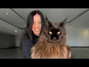 This Maine Coon Is the Size of His Owner — and Still a Tiny Kitten Inside