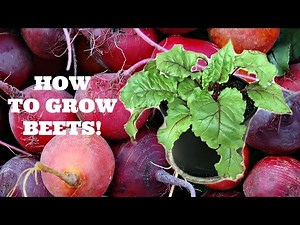 How to Grow Beets from Seed!