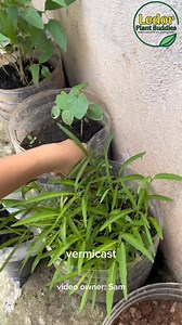 Tipid Organic Effective = Vermicast Organic Fertilizer Para sa plantita at plantito sa bahay 🌼 Subukan ang earthworm castings perfect sa house at ornamental plants! Proven organic fertilizer para sa lahat ng halaman! 🌿 💚 Order Yours Today! | Ledor Plant Buddies