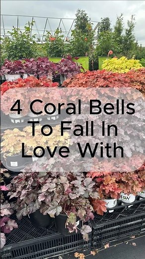 These Colorful Plants Will WOW You! Coral Bells 🤩 🌈
