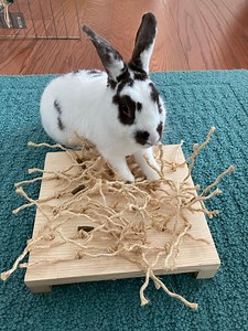 Bunny Sisal Digging Toy: Wood & Sisal Enrichment, Small Pet Chew Toy - Etsy