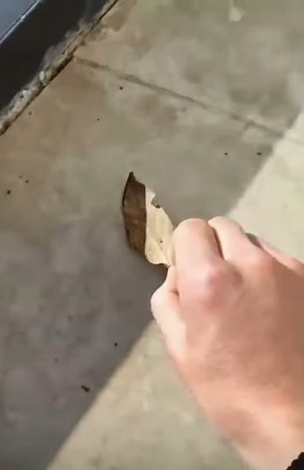 コノハチョウの隠蔽擬態