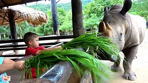 6.7K views · 38 reactions | Diana and Roma feeds animals at the zoo | Funny Babies | Facebook