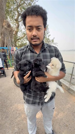 German Spitz Puppies Sale. #pets #dogbreed