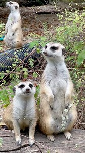 155K views · 12K reactions | Squirrel-sized meerkats are mongooses famed for their upright posture. They often stand on their rear legs and gaze alertly over the southern African plains where they live. | Cincinnati Zoo & Botanical Garden | Facebook