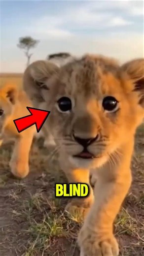 Incredible Animals Born Completely Blind 👁️🐾
