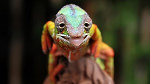 Chameleon Dancing to Drake Is Such a Vibe