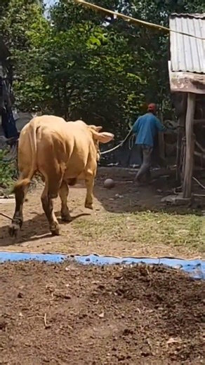 Chuyển về chuồng nuôi lại.