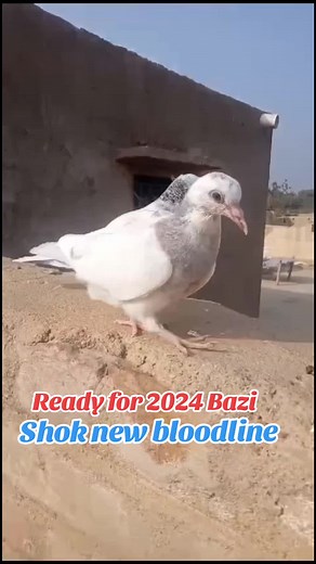 Shok new baby pigeons #pigeon_lovers #sindhpigeonclub #foryou #foryoupage #kabootarbaazi #kabooterbaaz #kaboterbazi🔥🕊 #viralvideo #ik_shounk_kaboter_bazi_da #viraltiktok #kaboterbazi #fypシ #fypシ゚viral #pigeon #kaboter #🇵🇰 #kaboterbazi🔥🕊 #kabooterbaaz #❣️❣️❣️