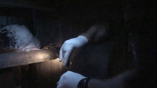 Nighttime chicken care: Easy mite, lice & worm treatments explained!