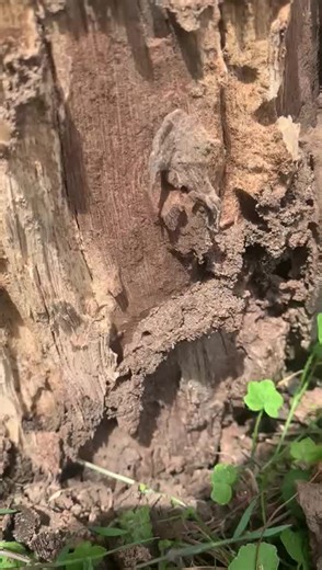 Termites might be marching right to your house - get your home checked today! #pestcontrol #thornlands #allpropestcontrol #Brisbane #termites https://allpropestcontrol.com.au/termite-control/