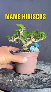 144 reactions · 20 comments | Mame (2 to 6 Inches, "One-hand'")These miniature trees can be held in one hand and require delicate care and attention. Mame bonsai are often displayed in groups of three or five, creating a harmonious and balanceo composition. #bonsai | Romeo Antipuesto Jr | Facebook