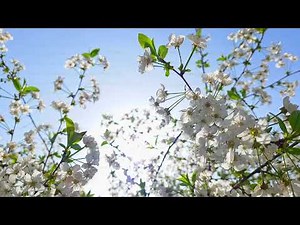 blooming cherry tree on blue sky background