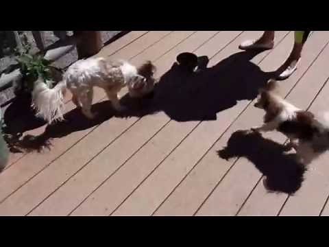 How to use All About Neem - Neem for Pets- Neem 'Bark' Therapy for Dogs