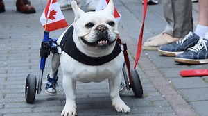 18 Photos and videos of the Canada Day parade in Vancouver | Events