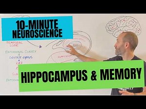 10-Minute Neuroscience: Hippocampus and Memory