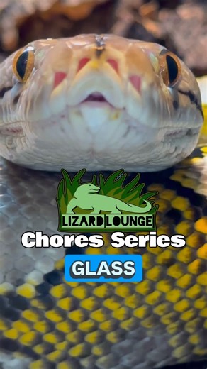Steve Diamond’s Lizard Lounge on Instagram: "Hey y'all here's that video I promised on how I clean my glass, for the OCD in all of us 😂 Sorry it's a bit of a long one, but I really felt like the information was important, hopefully you do too! Part of being a reptile (or any animal) keeper is being innovative and figuring things out, as well as sharing successful strategies with each other. None of us would be where we're at without the help of someone further down the road ✅ ✅ Shout out to Liz