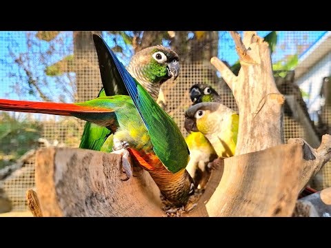 Conure chirping sound, Parrots eat grains inside bamboo.Green cheek conure parrot sound.