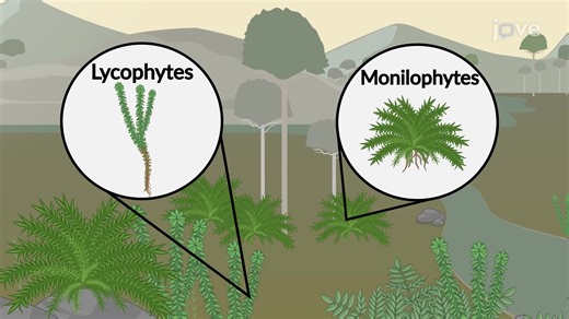 Video: Seedless Vascular Plants