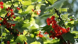 Fresh bunch of ripe red currants (Ribes rubrum) on bush growing in homemade garden. Shallow depth of field and blurred background. Illuminated by sunlight. Close-up. HD VIDEO