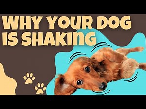 Reasons Why Your Dog Is Shaking and How to Help Them