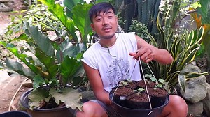 Reuploading here our video on how to grow grapes through seeds. We uploaded this video in Youtube way back 2019 and it has already garnered 566k views. Enjoy! **turn on captions for the translation 😅 ‼️Vote for Raffy's Green Thumb as the Best Cebu Video Blogger of 2021‼️ Link: ⬇️⬇️⬇️ https://docs.google.com/forms/d/e/1FAIpQLSfEStmRDF7g7kcL8JpghRDvHFHok9qoxJ1XoS5_jO7eaTWNTg/viewform?usp=sf_link | Raffy's Green Thumb