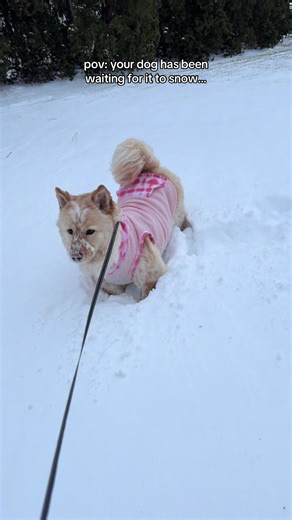 She’s the happiest 🤣🐶 #dog #dogs #dogsofttiktok | dog