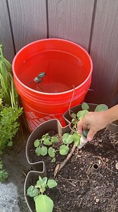 Vacation mode: ON! Thanks to the Blumat Self-Watering system, my potted plants stay hydrated while I’m away. No more stressing about thirsty plants! Check it out in my Amazon store for easy, hands-free watering. 💧 #SelfWatering #Blumat #Gardening #AmazonFinds #PlantLovers | Homegrown Florida