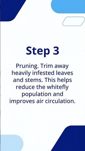 How to Get Rid of Whiteflies | The Guardians Choice