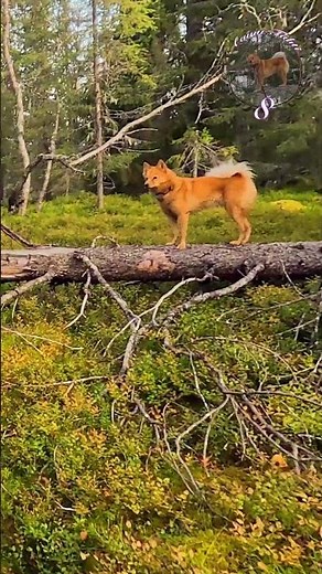 Spitz Gets Height Advantage #DogsOfYouTube #DogLife #NatureDog
