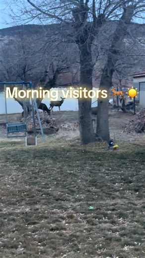 Six Deer Enjoying Breakfast in My Backyard