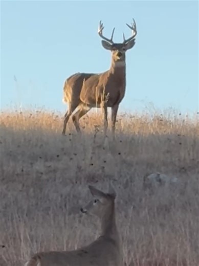 nice late season whitetail not wanting to leave his lady. #fyp #viral #trending #wyoming #whitetail