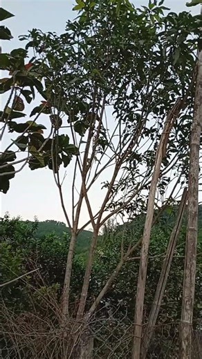 Green trees in spring!