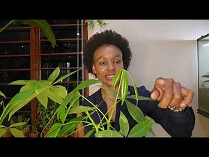 Money Tree Plant Care | How To Care For Money Tree Indoors