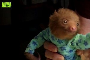 Watch This Rescued Baby Sloth in Pajamas Steal Your Heart! (VIDEO)