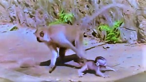 Evil mother monkey pulls baby monkey's tail away, poor baby is dragged every where, the baby shock scare cry screaming very loud sound | Gorilla Family