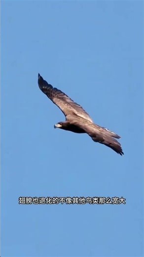 This chicken probably never imagined it could fly so high! #Science #Knowledge #FunFacts