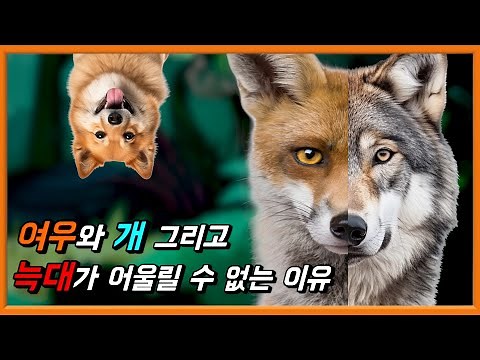 여우와 늑대 그리고 개는 대체 무슨 관계일까?