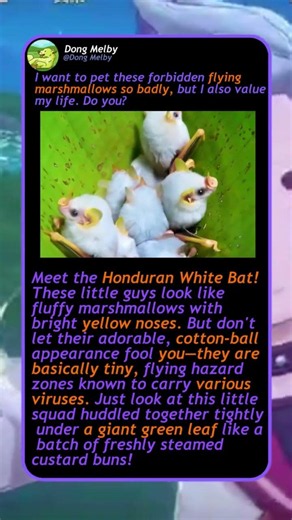 These Bats Look Like MARSHMALLOWS! 🦇 #Nature #Cute #Wildlife