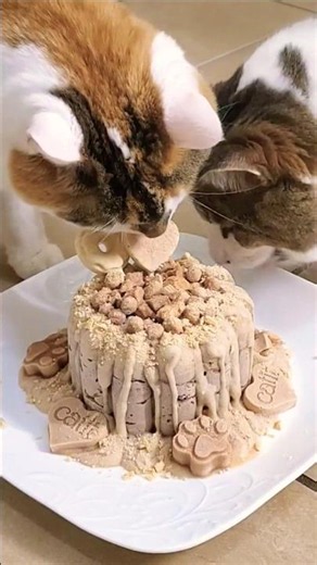Have cake with Mittens and Mitzi 😸😸🎂