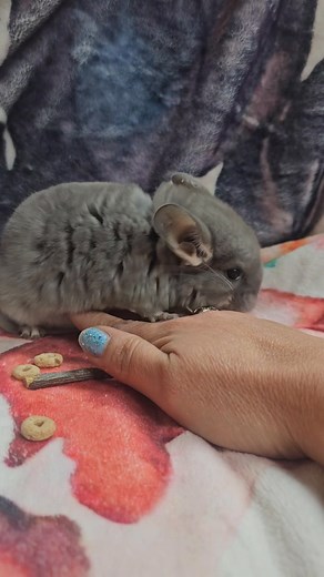violet baby female chinchilla | Show Me Chinchilla St Louis Missouri Breeder And Rescues