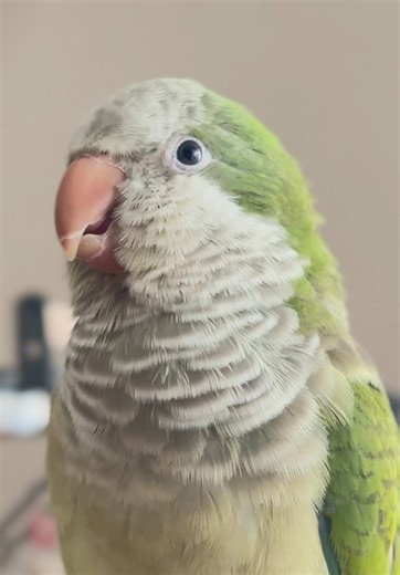 Clover calls and calls “Bluebell… just to make sure his best friend is still there…. but Bluebell is literally 2 cm away. 🤣 #floofyclover #quakerparrot #parrotsoftiktok #parrottalking #parrotlover